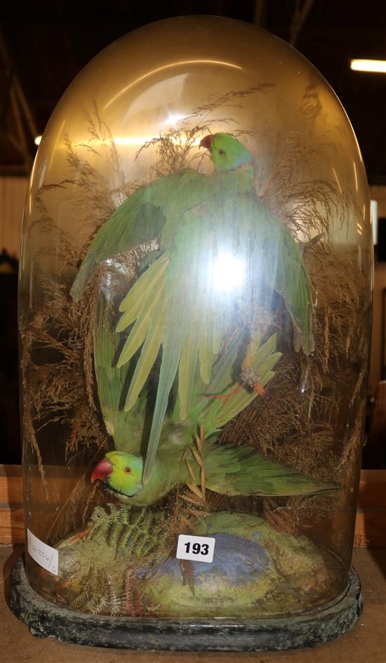 3 parakeets under glass done